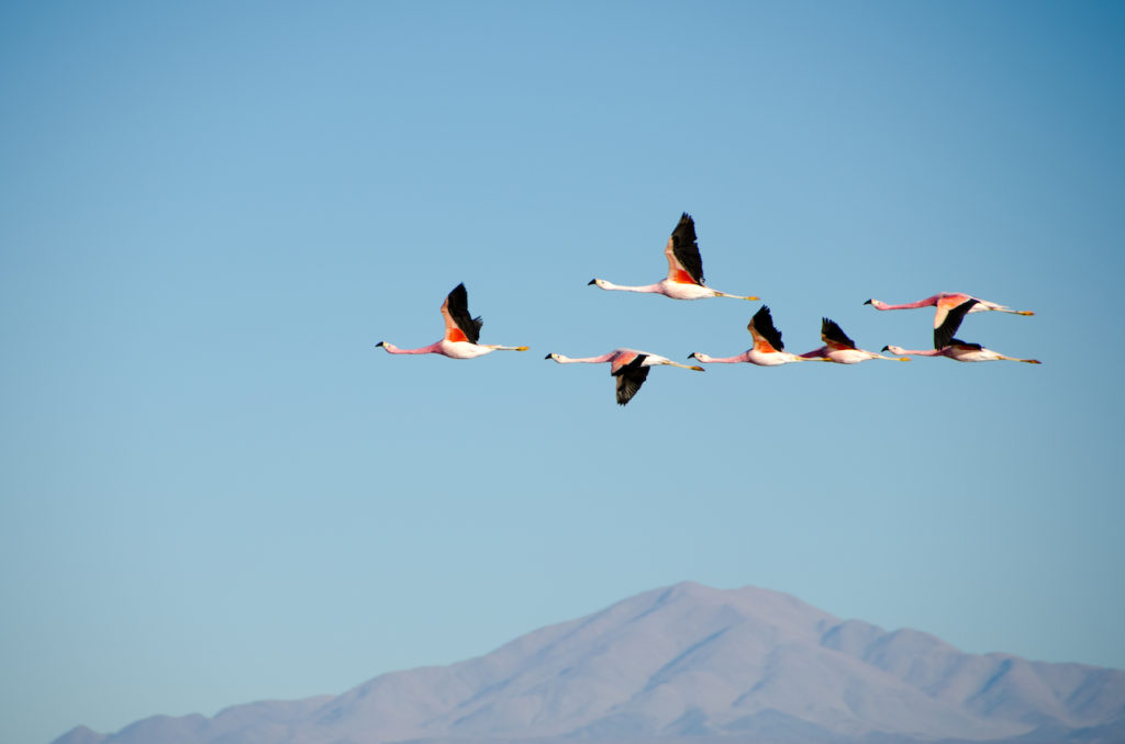 Finding Your Flock Finding Your Flock