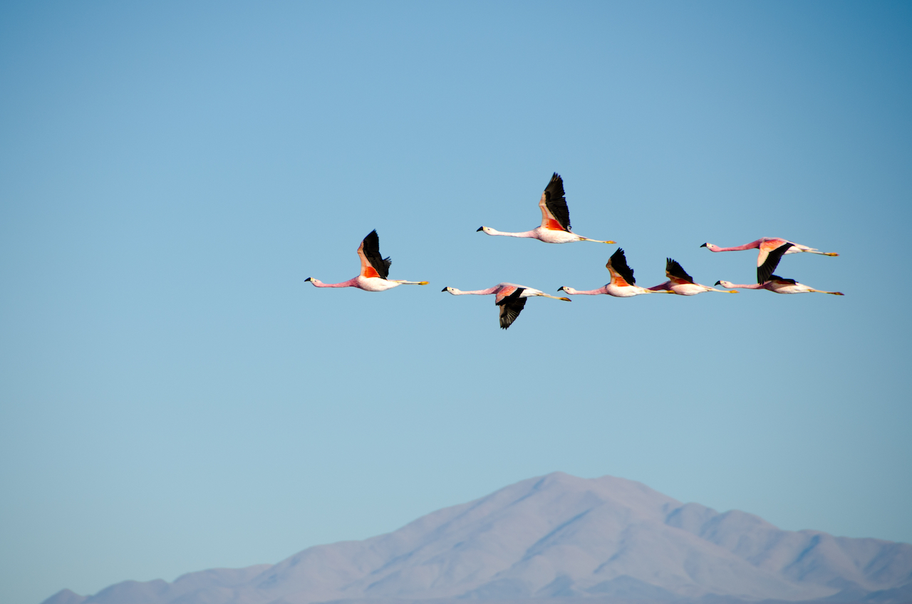 Finding Your Flock