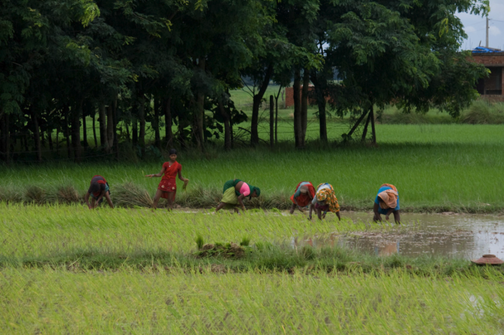 Climate and Development Knowledge Network (CDKN), DFID Climate and Development Knowledge Network (CDKN), DFID